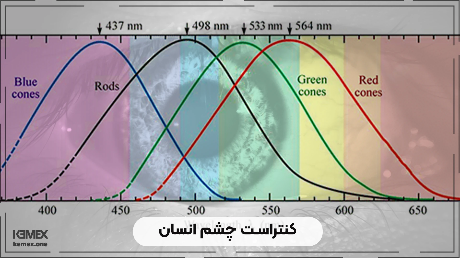 کنتراست چشم انسان